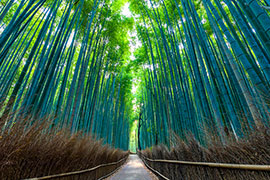 [Arashiyma]
Famous for its beautiful autumn leaves, Tenryuji-temple, and bambooforest.