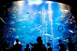 [梅小路公園、鉄道博物館、京都水族館]

新駅ができるくらい大人気の三施設が集まる梅小路エリア。